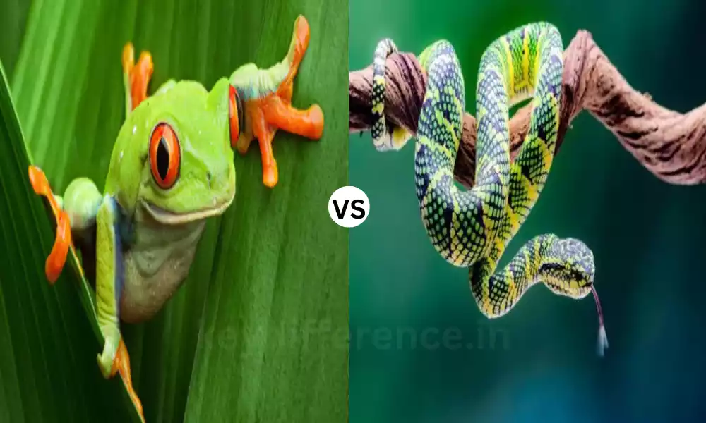 Amphibian and Reptile