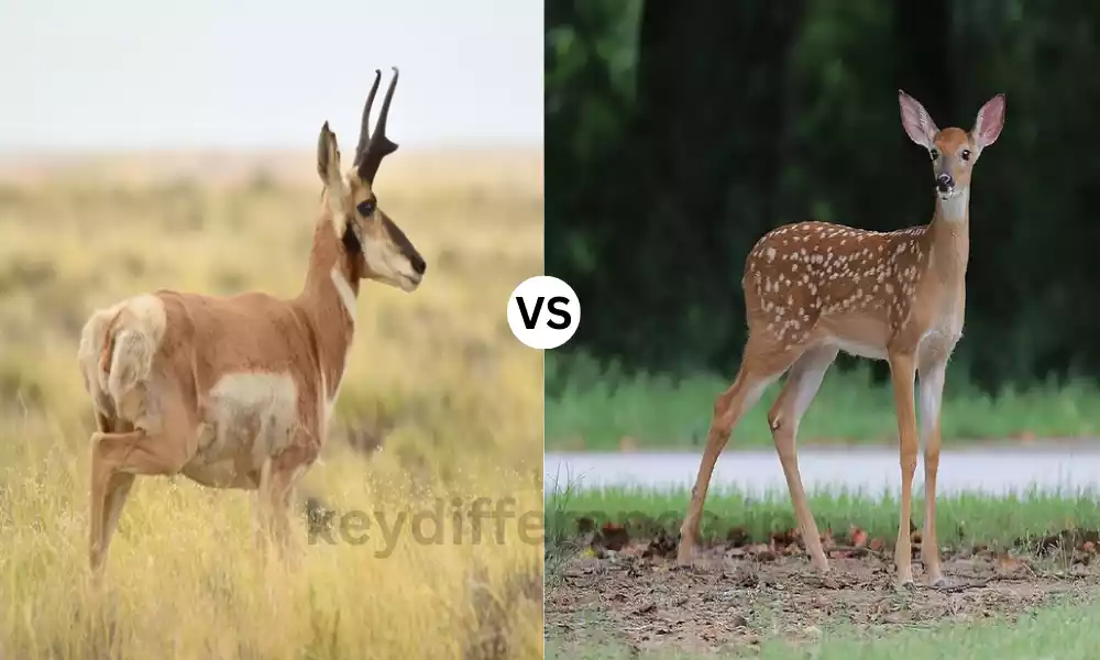 Difference Between Antelope and Deer
