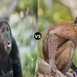 Ape and Monkey