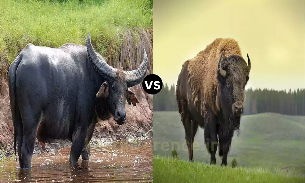 Difference Between Bison and Buffalo