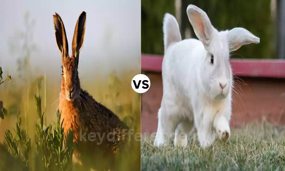 Difference Between Hare and Rabbit