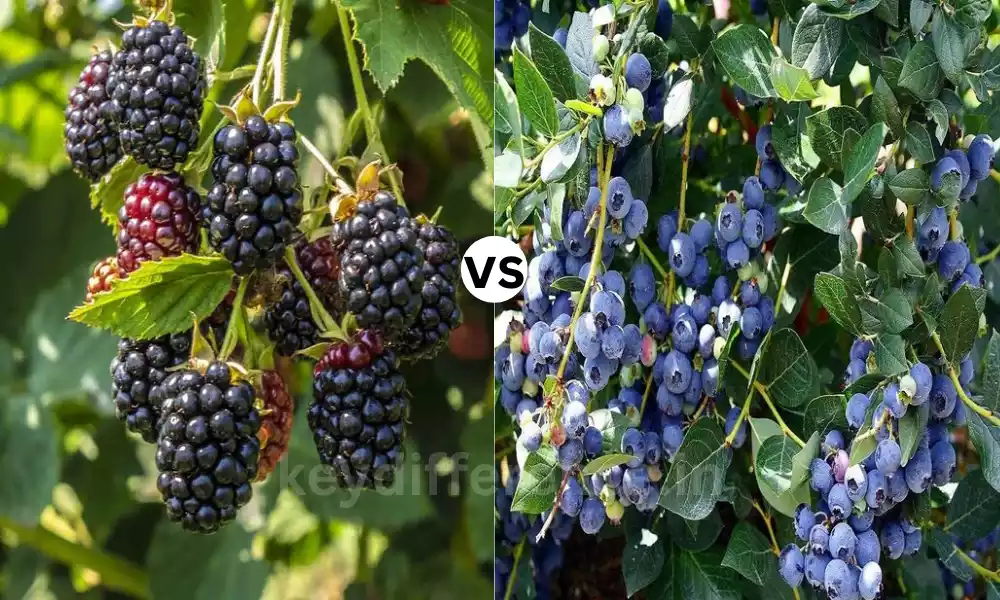 Difference Between Blackberrie and Blueberrie