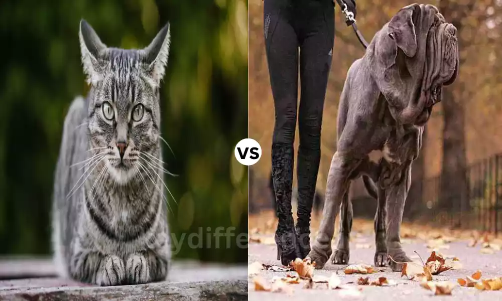 Difference Between Cat and Dog