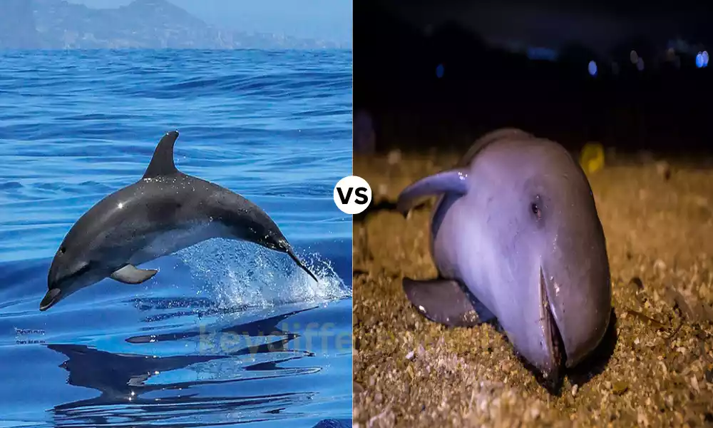 Dolphin and Porpoise