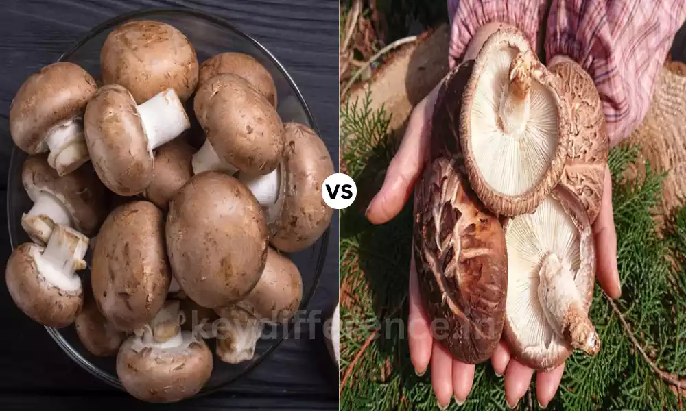 Difference Between Portobello and Shiitake Mushroom