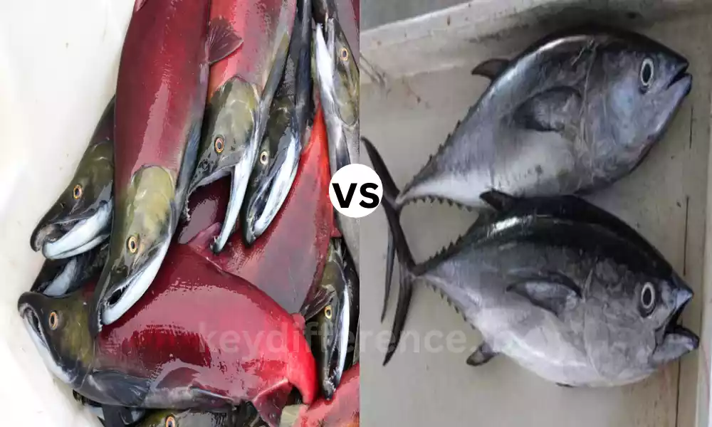 Salmon and Tuna