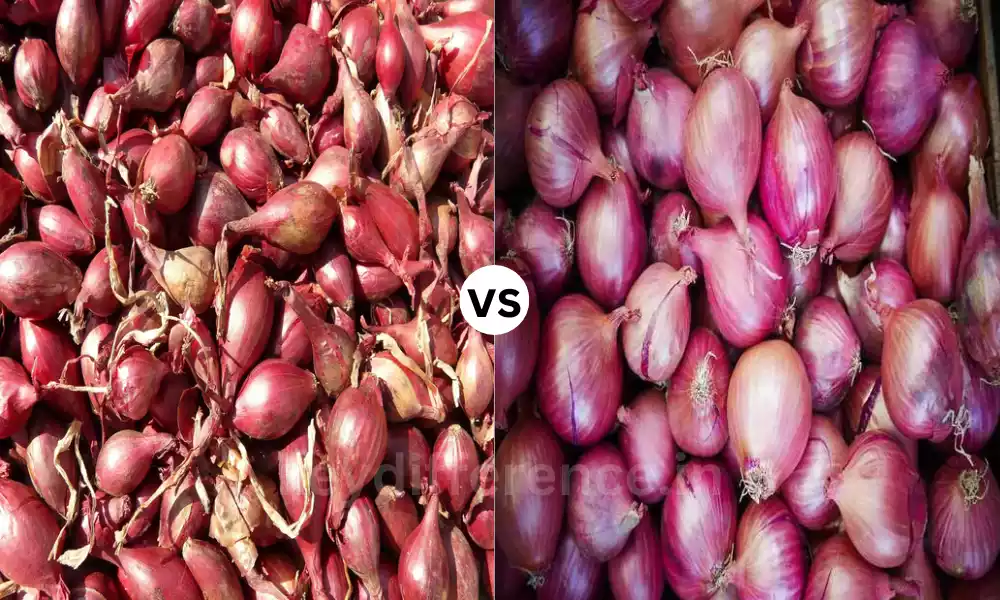 Difference Between Shallots and Onions