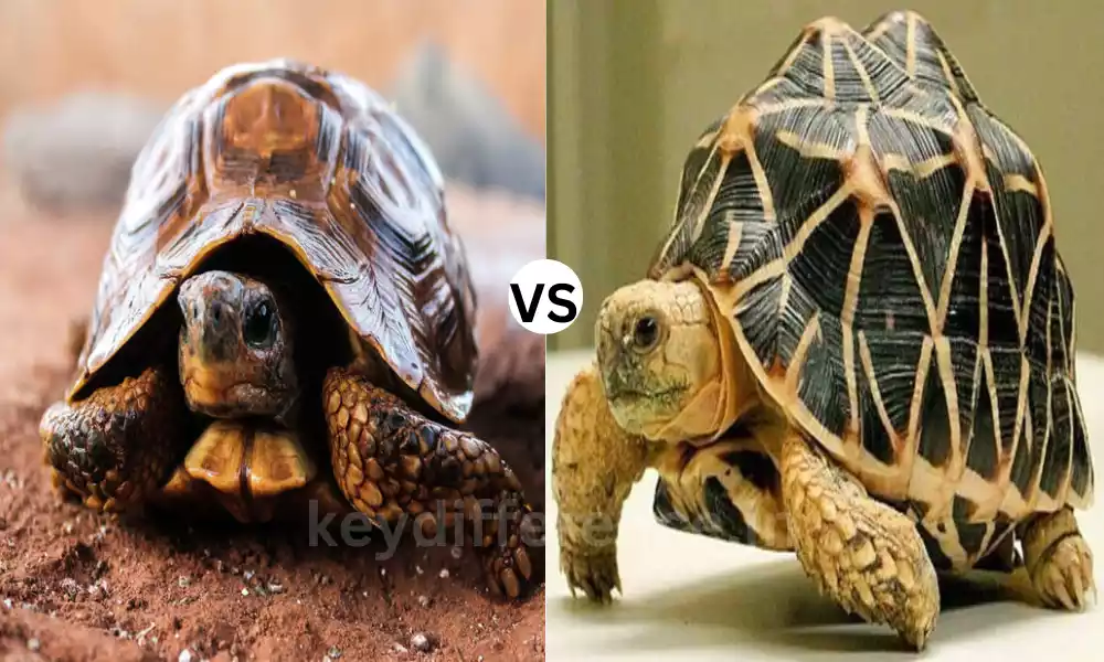 Difference Between Turtle vs Tortoise