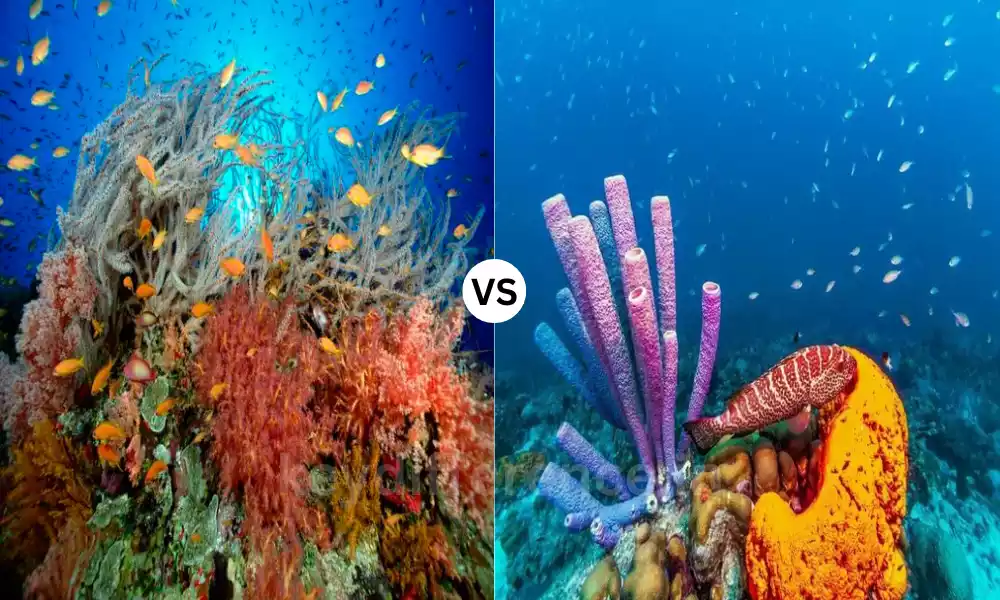 Difference Between corals and sponges